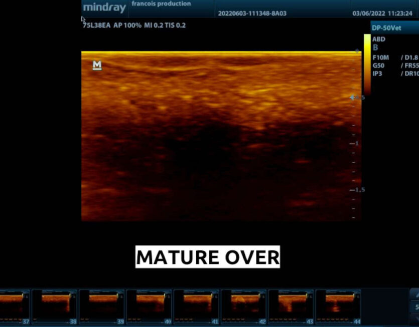 an ultra sound scan of a female frog recorded with an old Mindray scanner