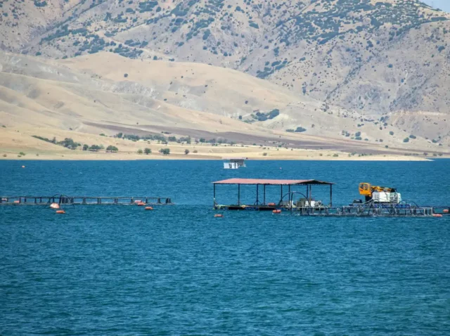 Cages in Turkey