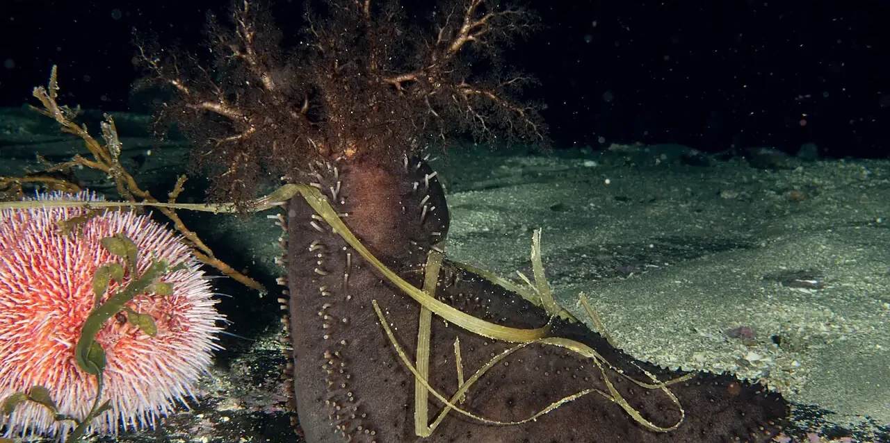 Cucumaria frondosa (orange footed sea-cucumber)