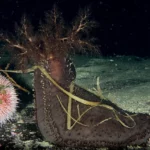 Cucumaria frondosa (orange footed sea-cucumber)