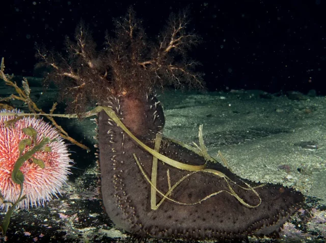 Cucumaria frondosa (orange footed sea-cucumber)