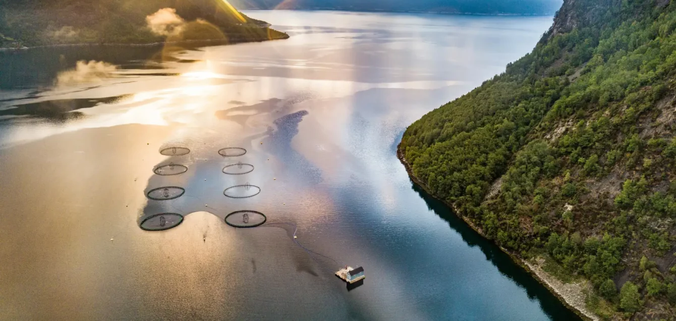 Aerial view of salmon sea cages in a Norwegian fjord at sunrise.