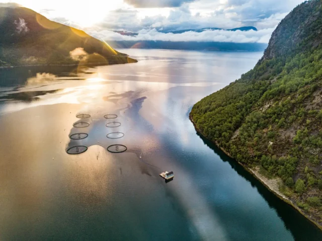 Aerial view of salmon sea cages in a Norwegian fjord at sunrise.
