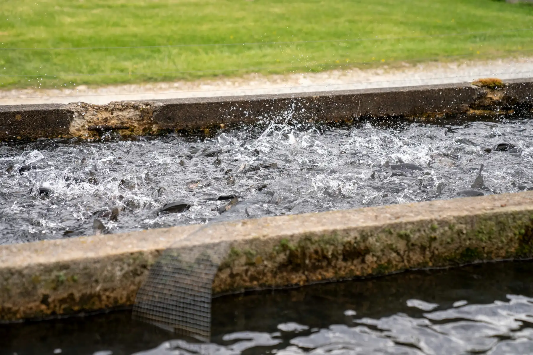 Photographer : Mark Stebnicki Numerous fish crowd together at the surface of a concrete aquaculture raceway, causing turbulent water and splashing.