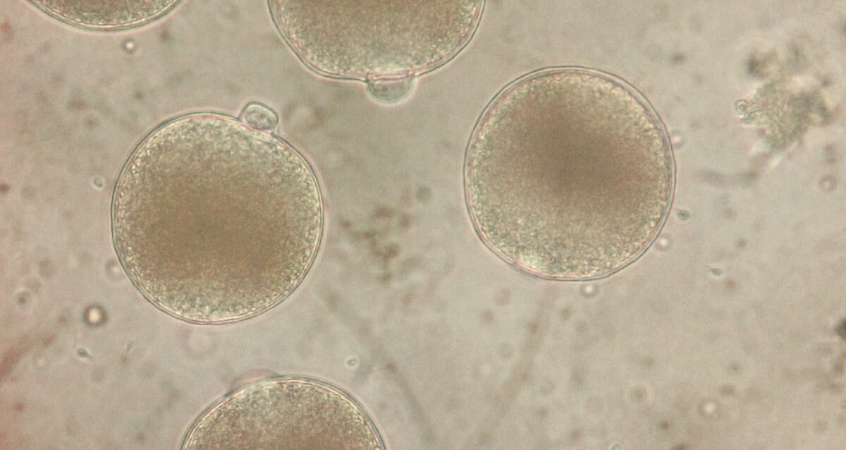 Fertilization of mussel eggs