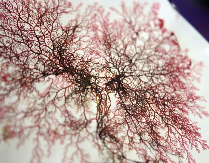 Seaweed